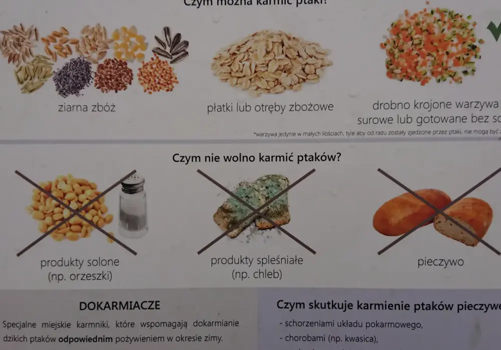 Dlaczego nie można karmić ptaków chlebem? Odkryj szkodliwość tego pokarmu