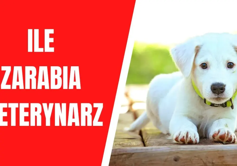 Ile zarabia weterynarz w USA? Zaskakujące fakty o wynagrodzeniach