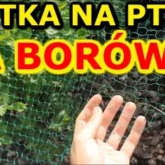Jak założyć siatkę przeciw ptakom na borówki i chronić plony
