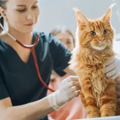 Weterynarz bada rudego kota stetoskopem, w tle widać inną osobę.