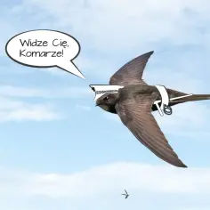 Jaki ptak zjada komary? Odkryj naturalnych sprzymierzeńców w walce z nimi