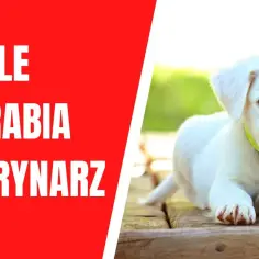 Ile zarabia weterynarz w USA? Zaskakujące fakty o wynagrodzeniach