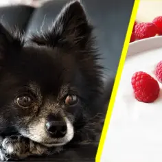 Czy pies może jeść jogurt? Sprawdź, co musisz wiedzieć o bezpieczeństwie