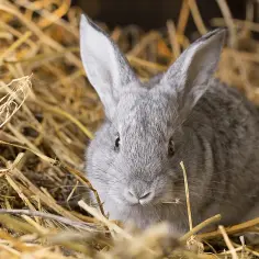 Co jedzą króliki miniaturki? Kluczowe informacje o ich diecie