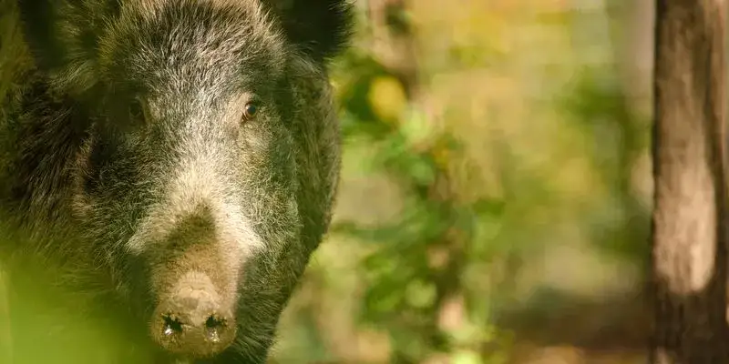 Zdjęcie Ile kosztuje badanie mięsa u weterynarza? Sprawdź, co musisz wiedzieć