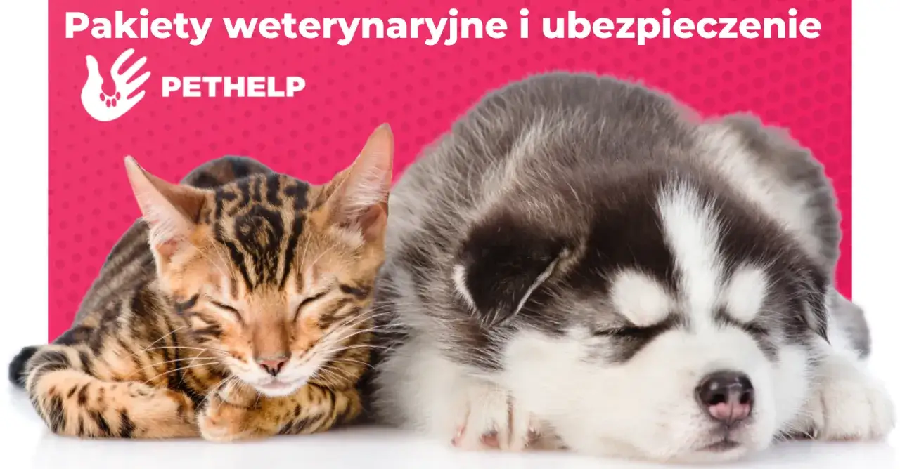 Zdjęcie Ile kosztuje wizyta u weterynarza z kotem? Sprawdź, co wpływa na ceny